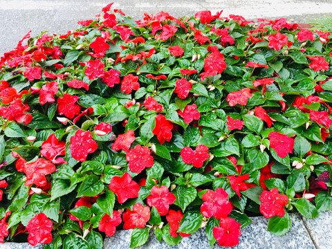 鲜花背景墙