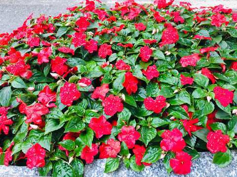 鲜花背景墙