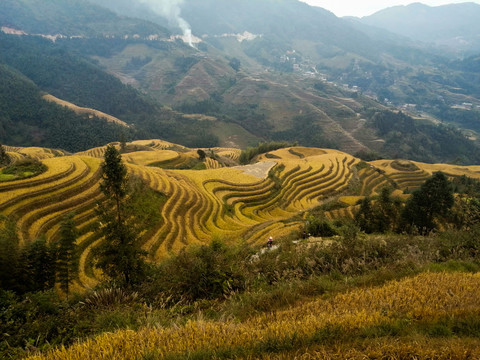 龙脊梯田