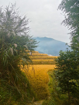 龙脊梯田