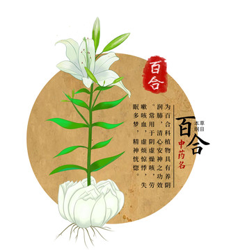 百合手绘