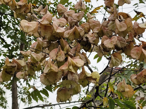 栾树花特写