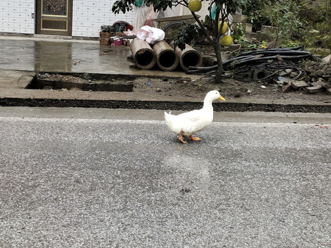 公路上的大白鸭子