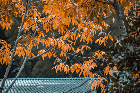 山村秋色