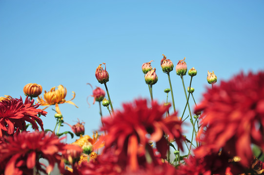 菊花背景