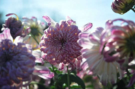 菊花背景