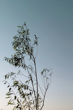 一棵小杨树