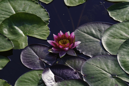 莲花