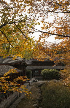北京颐和园谐趣园秋日风光