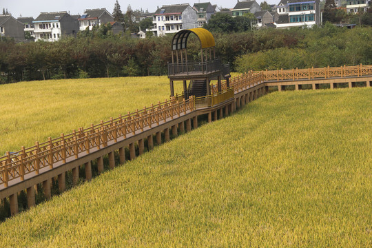 观光游览稻田