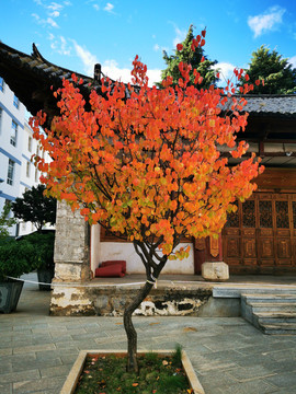秋色杏树