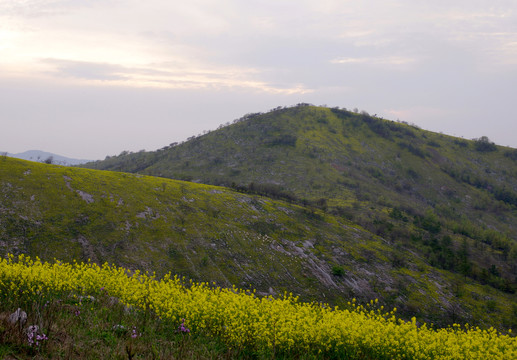 山岭春花