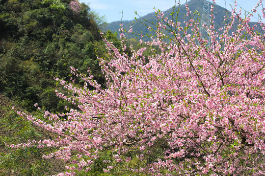 大山中的粉红桃花