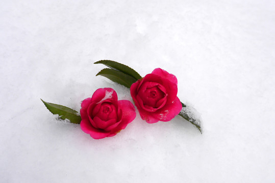 雪地里的花朵