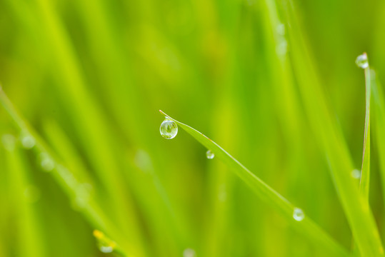 绿叶花草植物盆景