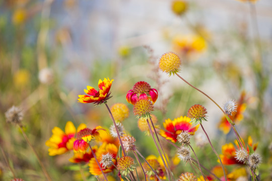 鲜花