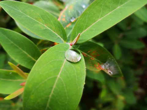 雨珠