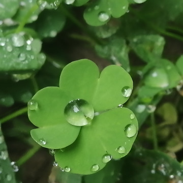 植物