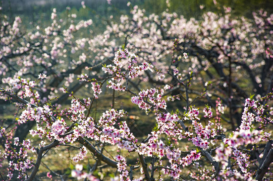 桃花绽放