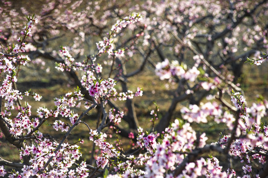 高清桃花