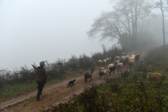 大雾牧羊人