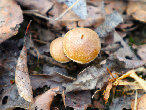 野生菌