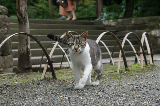 公园的野猫