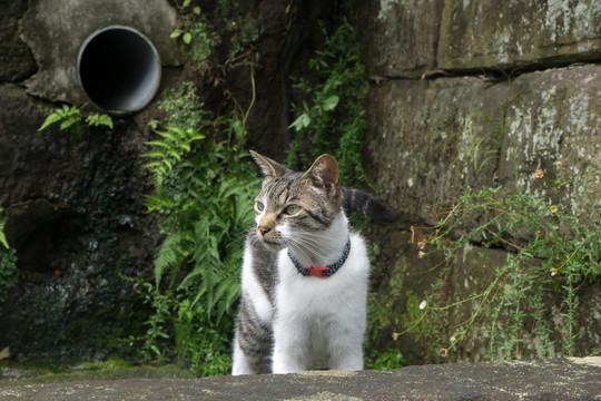 公园的野猫