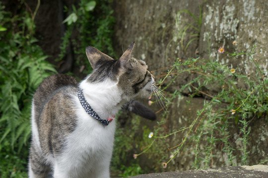 公园的野猫