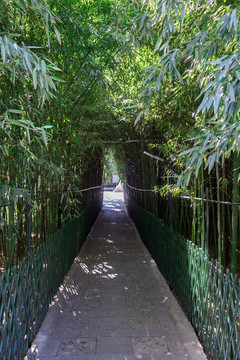 竹林道路