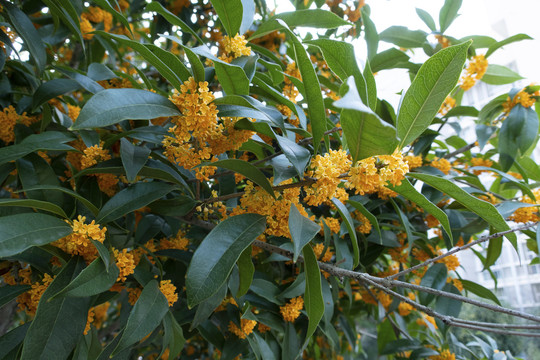 桂花