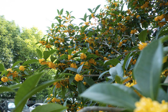 桂花