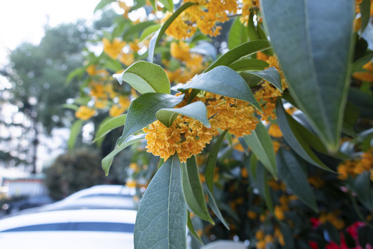 桂花