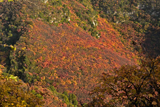 河北省石家庄市井陉县仙台山红叶