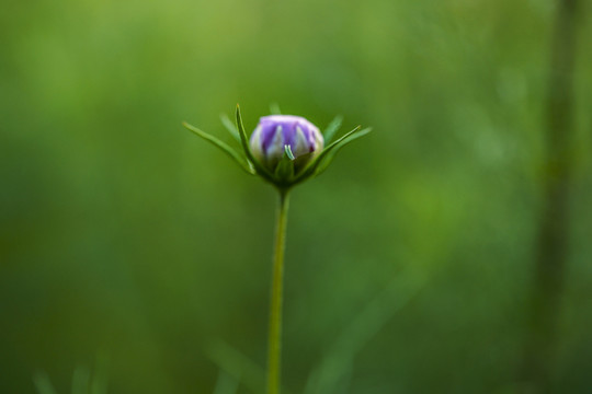 盛开的格桑花