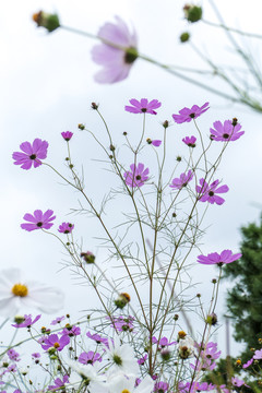 盛开的格桑花