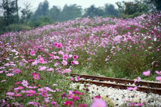 格桑花海中的铁路