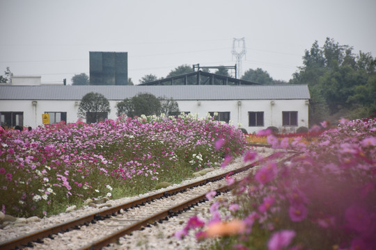 花海中的铁路