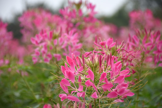 醉蝶花