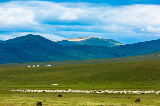 蒙古包羊群大草原