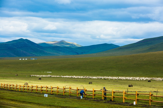 草原羊群蒙古包牧场