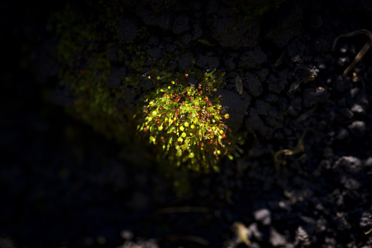 植被