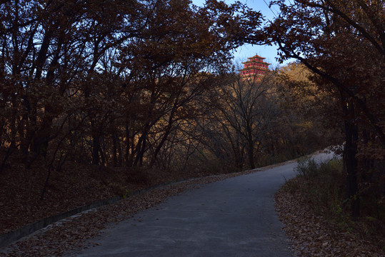 寺院林荫道