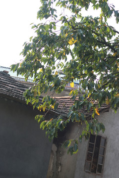 屋角的柿子树