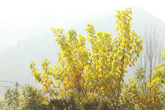 黄叶的桑树