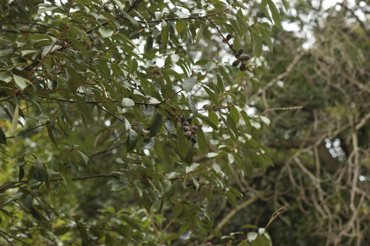 枝头的栓皮栎坚果