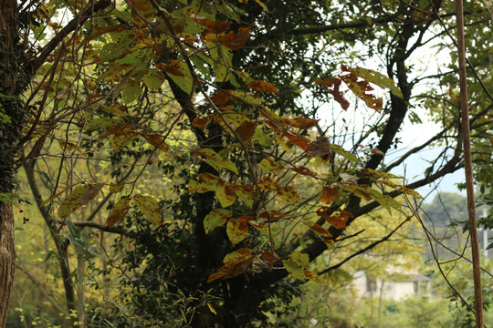 板栗树斑驳的枯叶