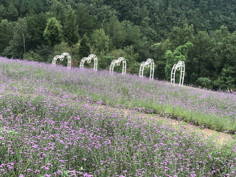 薰衣草