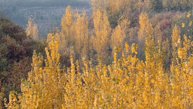 金黄的杨树林