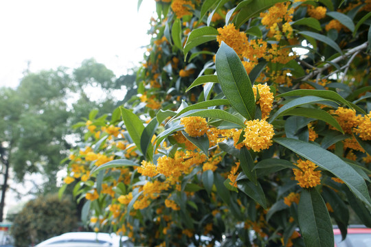 桂花